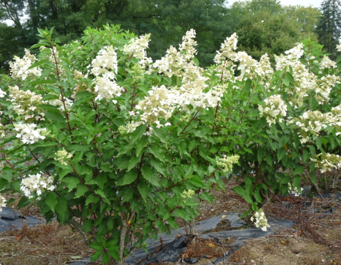 Hortenzie ´Unique´