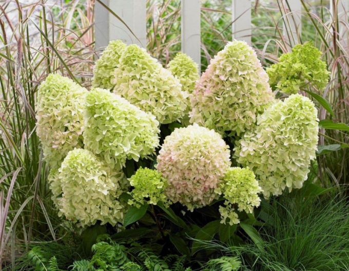 Hortenzie ´Little Alf´