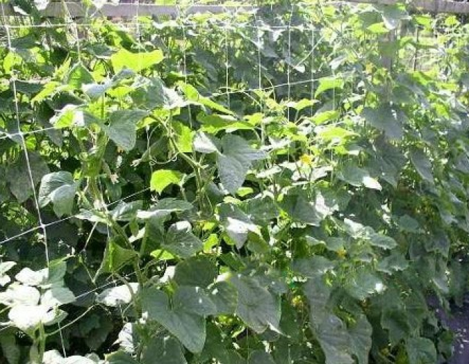 Podpěrná síť pro pěstování rostlin 1,2 m x 10 m