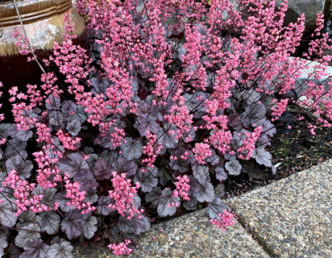 Heuchera ´Milan´