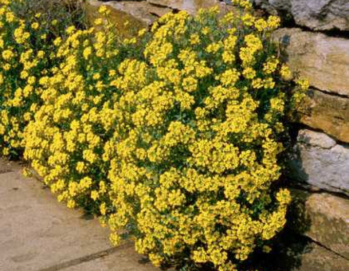 Tařice skalní Gold Cushion