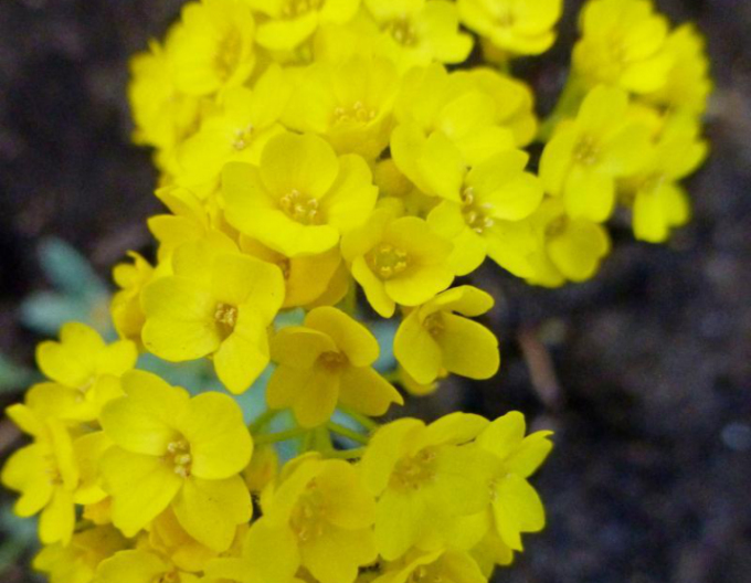 Tařice skalní Gold Cushion