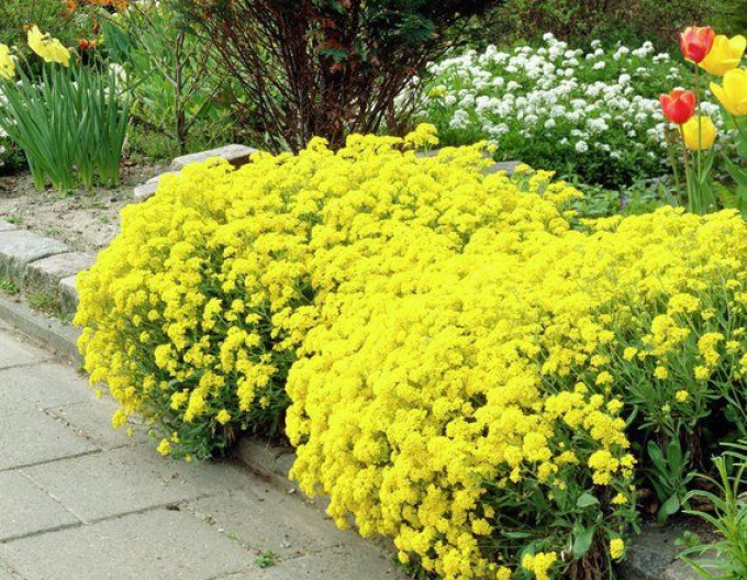 Tařice skalní Gold Cushion