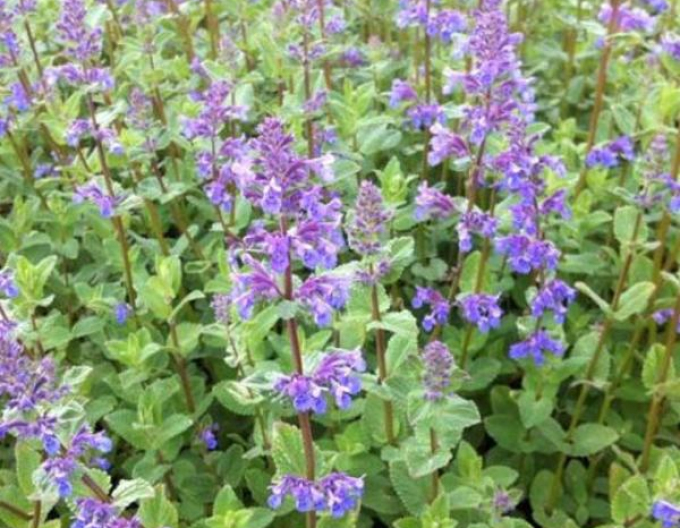 Šanta hroznovitá  ´Superba´