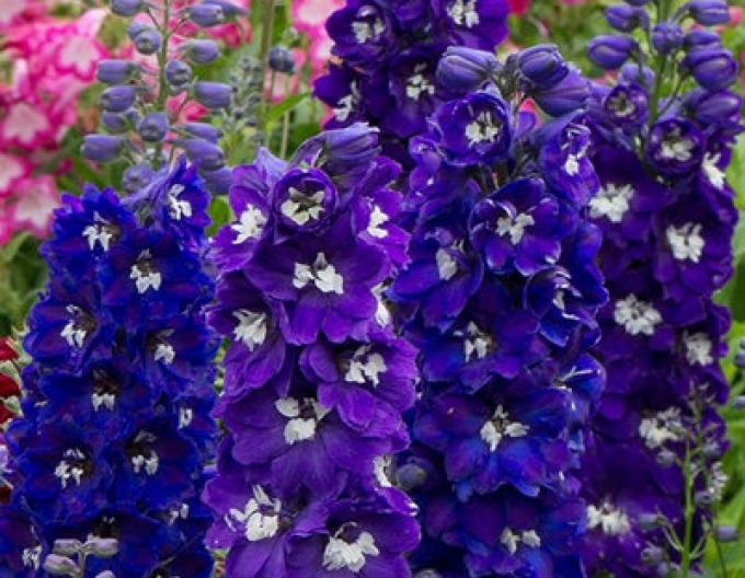 Vysoká židle ´Dark Blue Black Bee´