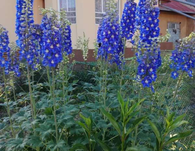 Vysoká židle ´Dark Blue Black Bee´