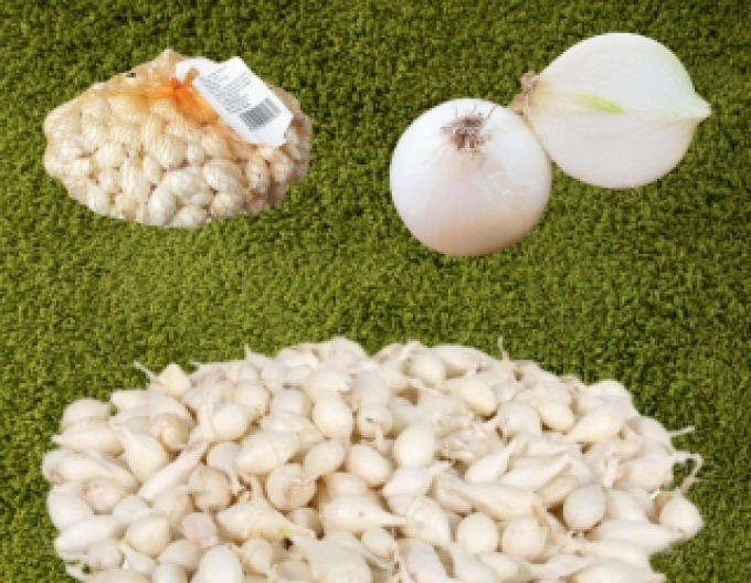 Cibule sazečka ´Whitte Snowball ´ 8/16 0,25kg