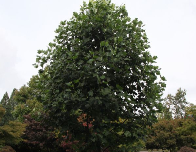 Liliovník tulipánokvětý (Liriodendron tulipifera) 175cm