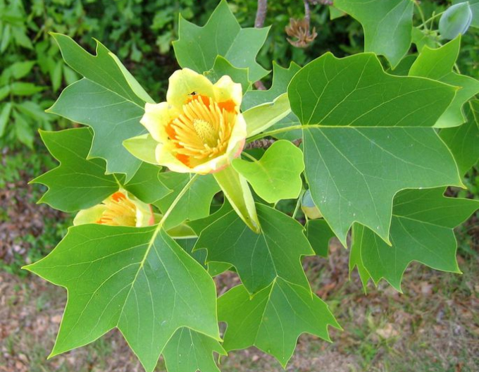 Liliovník tulipánokvětý (Liriodendron tulipifera) 175cm