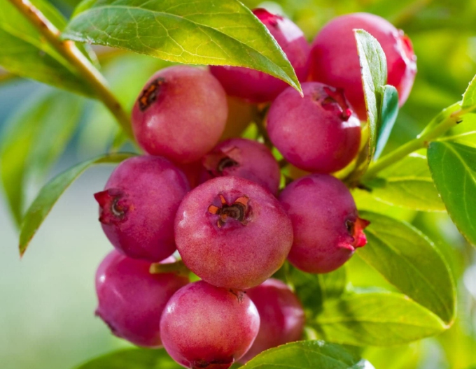 Kanadská borůvka ´Pink Lemonade´