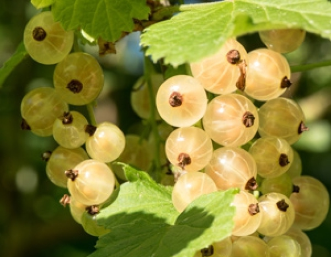 Bílý rybíz ´Primus´ KEŘ