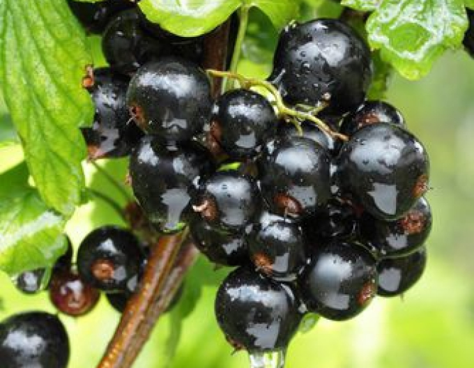 Černý rybíz Titania KEŘ