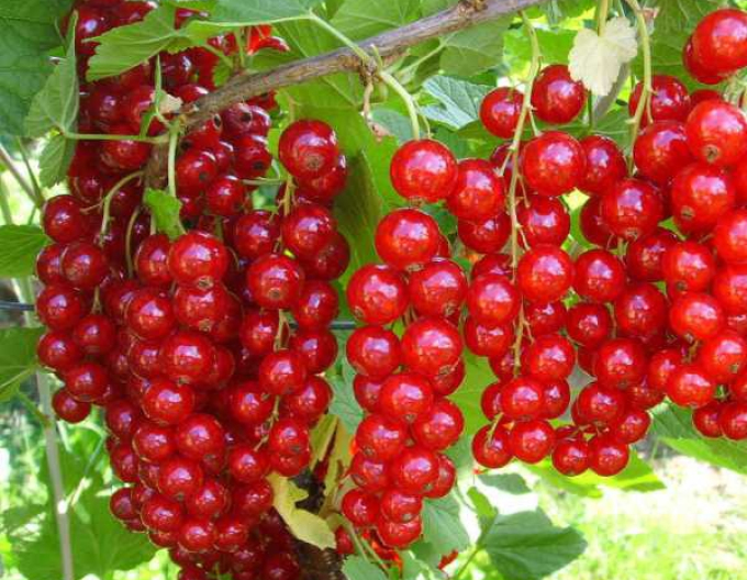 Červený rybíz ´Detvan´ stromkový, kont. 2l