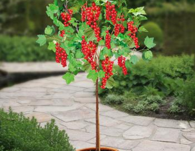 Červený rybíz ´Detvan´ stromkový, kont. 2l