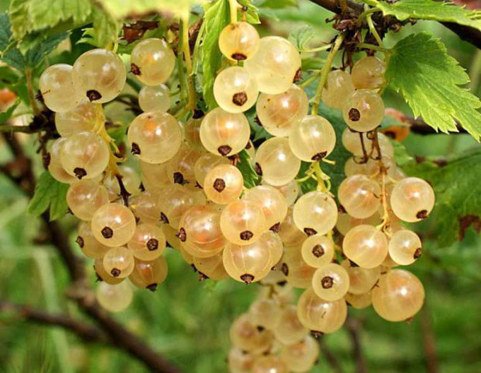 Bílý rybíz ´Primus´ KEŘ