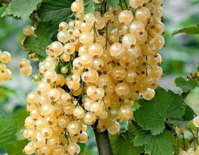 Bílý rybíz ´Primus´ KEŘ