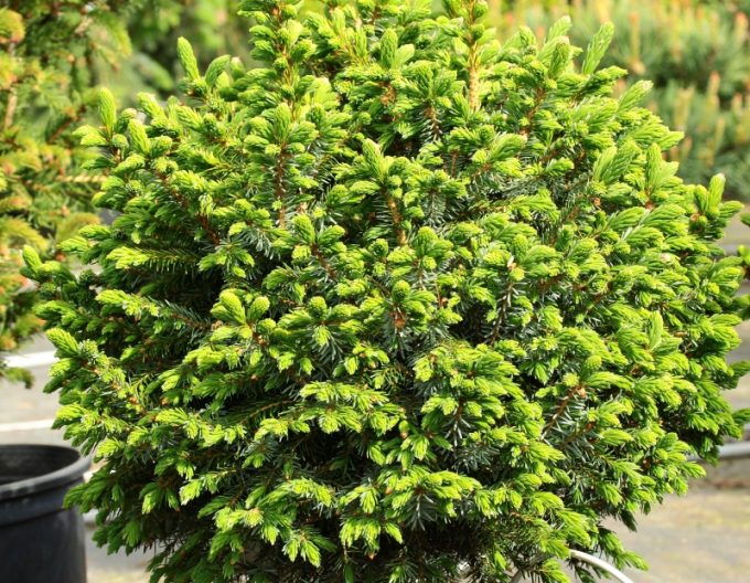 Balkánský smrk ´Nana´