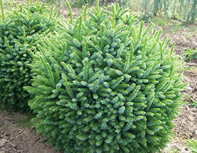 Balkánský smrk ´Nana´