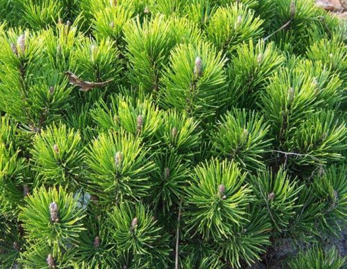 Horská borovice Pumilio