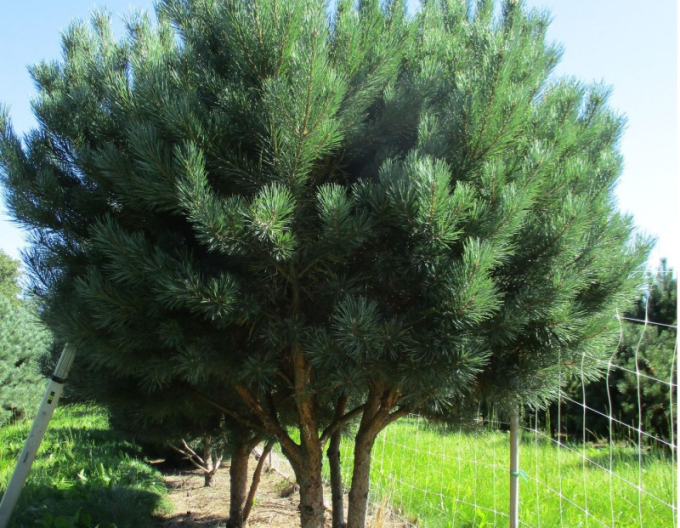 Borovice lesní ´Watererii´