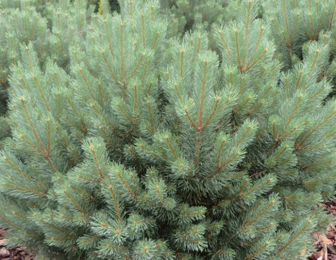 Borovice lesní ´Watererii´