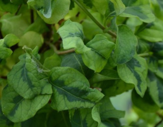 Zimolez japonský ´Kogel - Mogel´