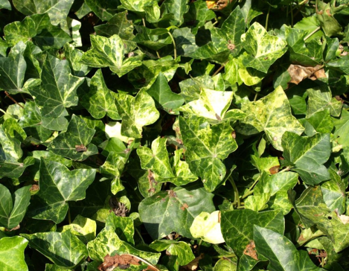 Ivy Professor Seneta