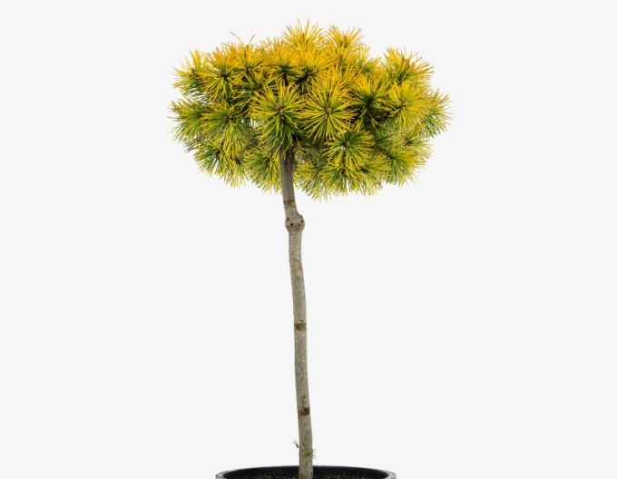 Borovice ´Carsten´s Wintergold´ na kmínku