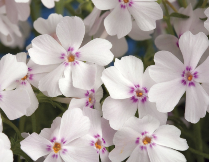 Plamenka Amazing Grace White with Eye