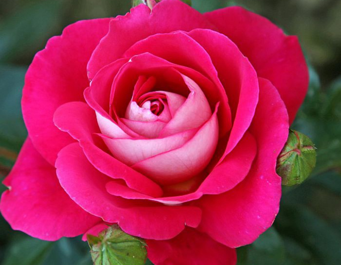 Stromková růže GAVOTTE