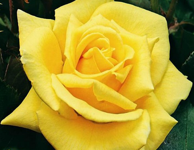 Stromková růže ´LANDORA´