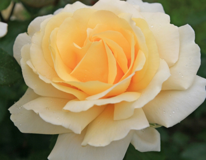 Stromová růže ´WINTER SUN´