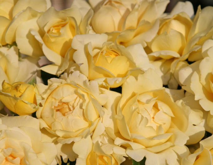 Stromová růže ´WINTER SUN´