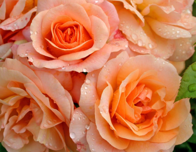 Stromová růže ´APRICOLA´