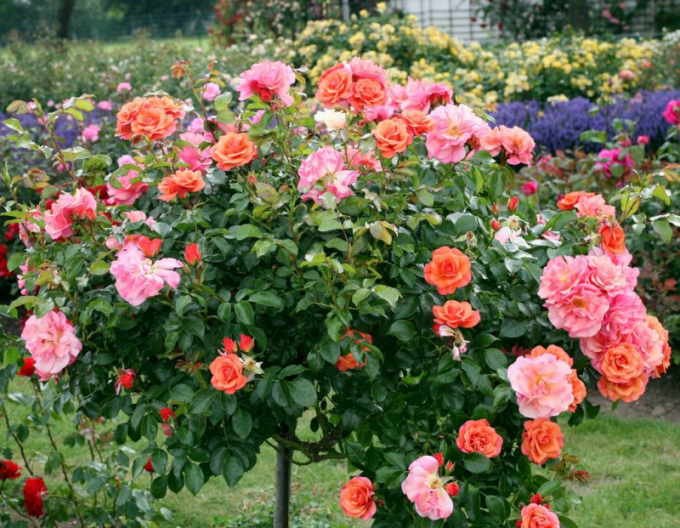 Stromová růže ´APRICOLA´