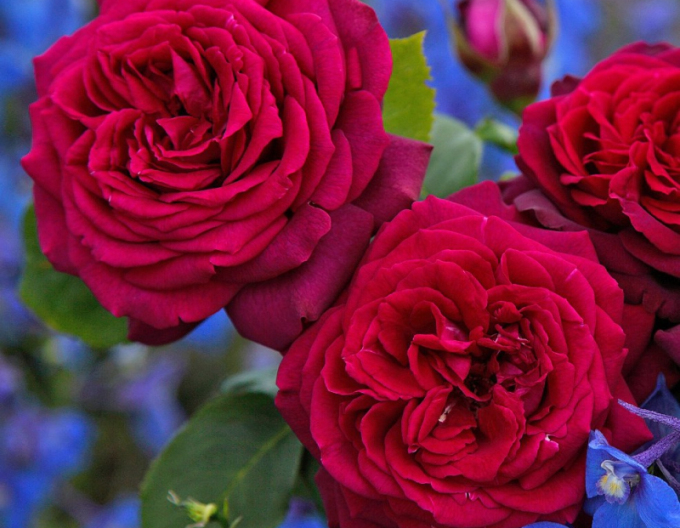 Stromová růže ´GRAFIN DIANA´