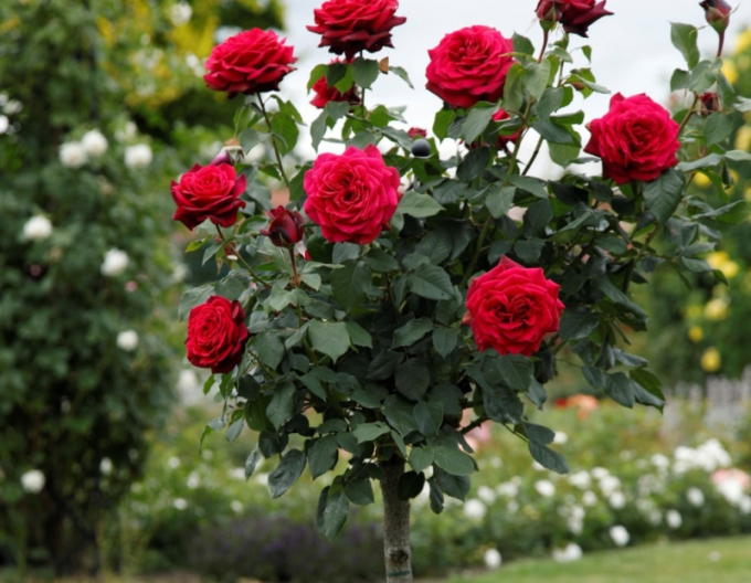 Stromová růže ´GRAFIN DIANA´