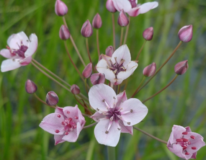 Žabník trávovitý