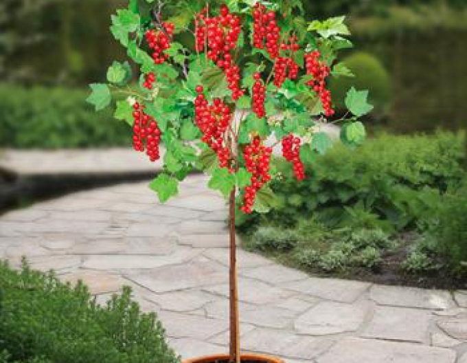 Červený rybíz Jonkheer Van Tets STROMKOVÁ, kont.2l