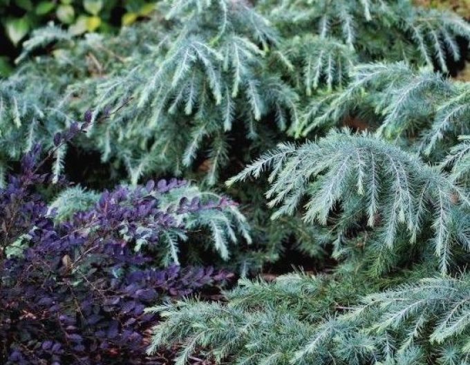 Himálajský cedr "Feeling Blue"