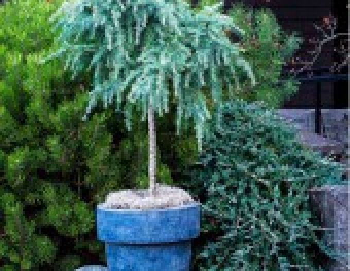 Himálajský cedr "Feeling Blue"