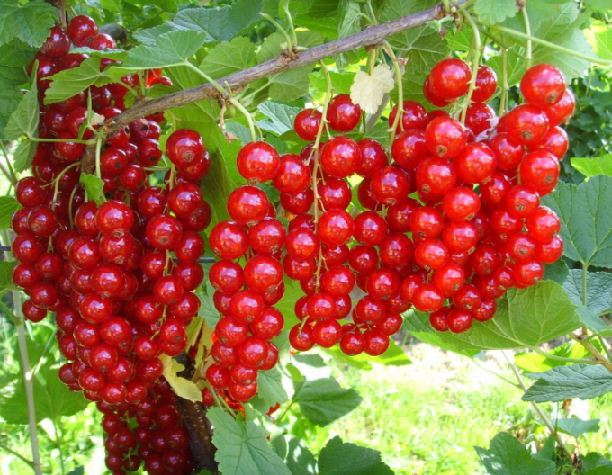 Červený rybíz Jonkheer Van Tets STROMKOVÁ, kont.2l