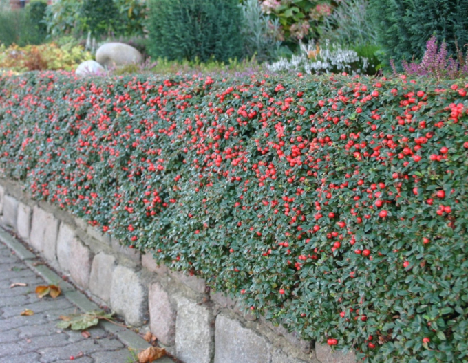 Skalník Dammerov  "Skogholm"