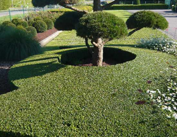 Skalník Dammerov  "Skogholm"