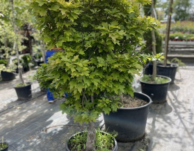 Dub bahenní ’Green Dwarf’