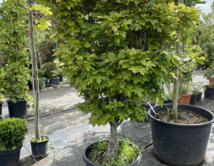 Dub bahenní ’Green Dwarf’