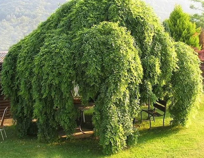 Sophora japonská ´Pendula´