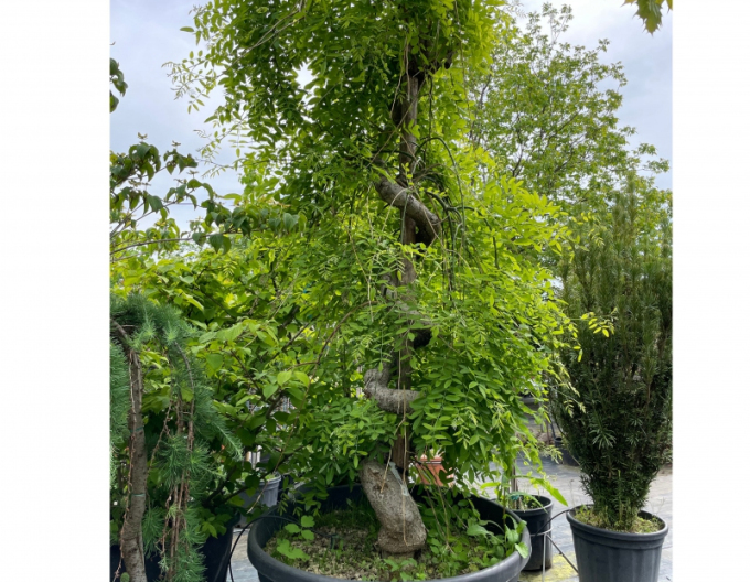Sophora japonská ´Pendula´