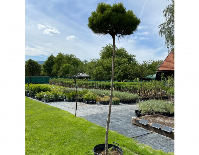 Černá borovice  Brepo´ na kmínku 200cm