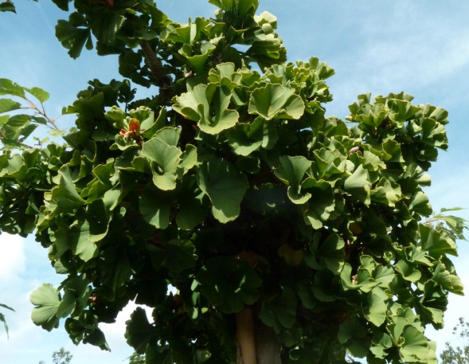 Ginkgo dvoulisté ´Troll´ na kmínku